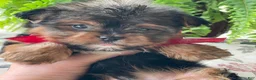 Yorkshire Terrier dogs for sale: Fido - Ad 9