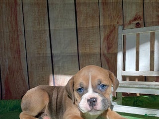 Mixed Breed dogs - Ad 30