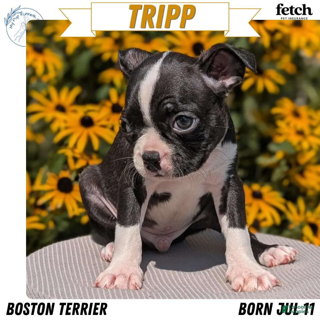 Boston Terrier dogs for sale: Tripp - Ad 1