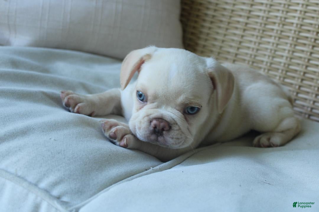 French Bulldog dogs for sale: Pugsley - Ad 2