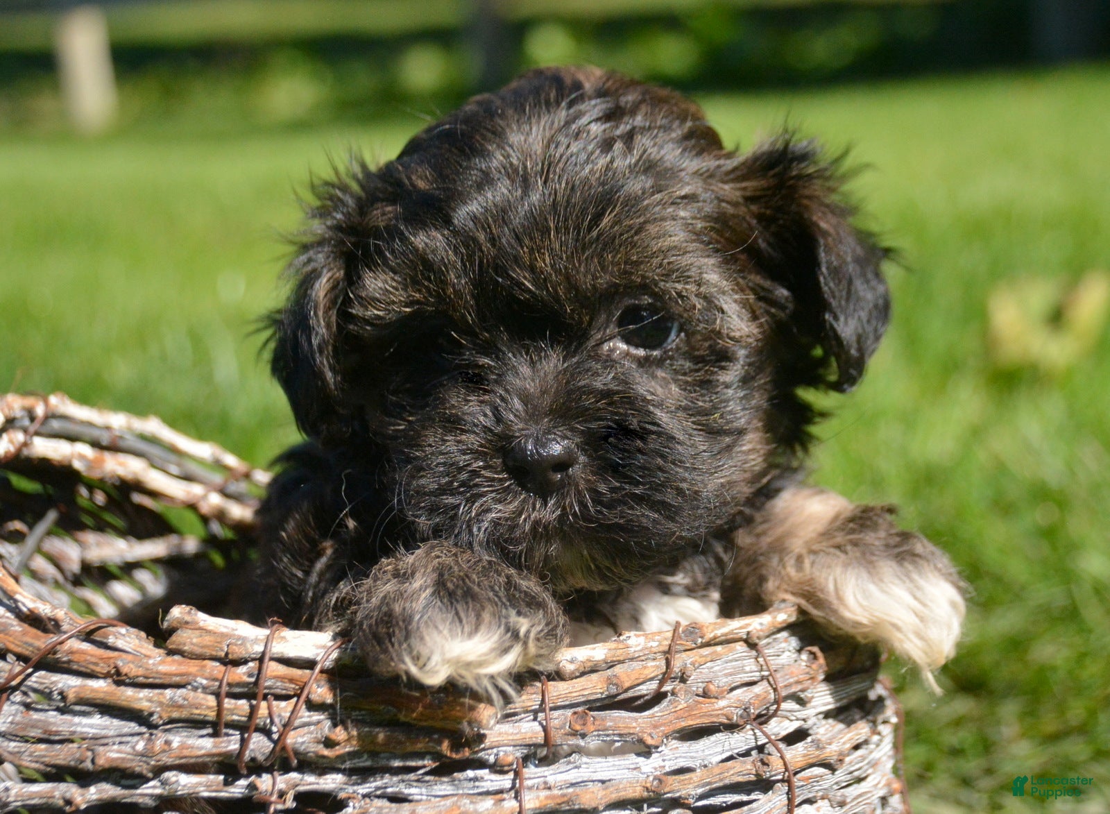 Shihpoo dogs Sharie Shihpoo 6 - Ad 1