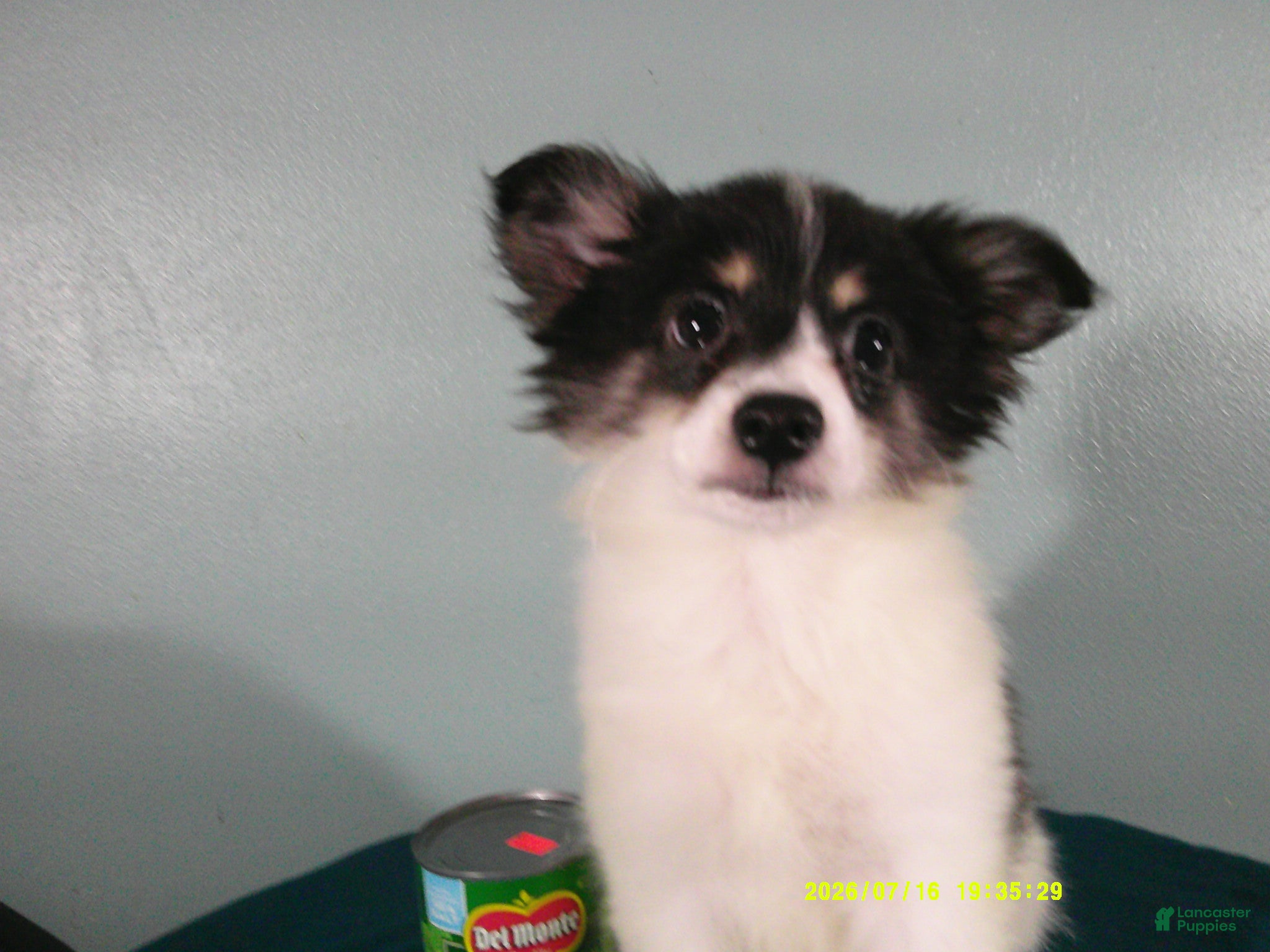 Pomeranian dogs Jasper - Ad 2
