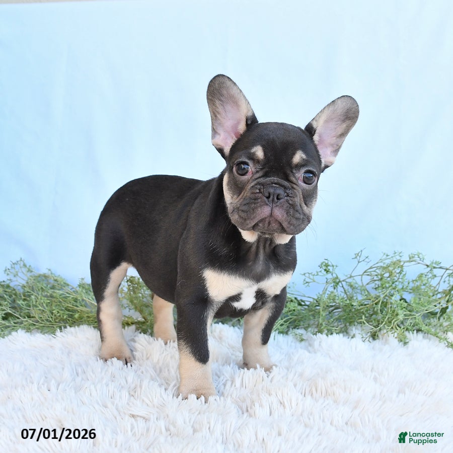 French Bulldog dogs Gracie - Ad 2