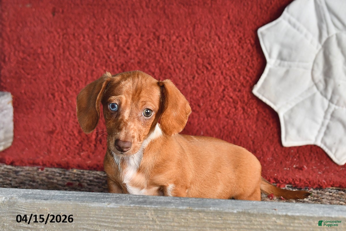 Miniature Dachshund dogs Daisy - Ad 2