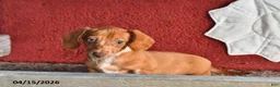 Miniature Dachshund dogs for sale: Daisy - Ad 2