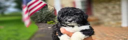 Portuguese Water Dog dogs for sale: David - Ad 1