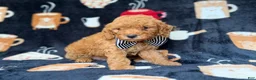Cavapoo dogs for sale: Lance - Ad 8