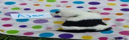 Sheepadoodle dogs for sale: Sheepadoodle 6 - Ad 5