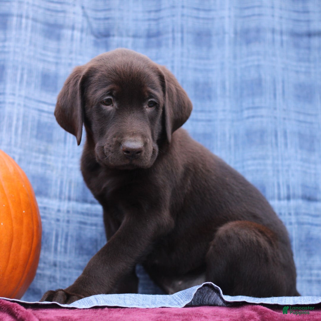 Labrador Retriever dogs for sale: Jason  - Ad 3