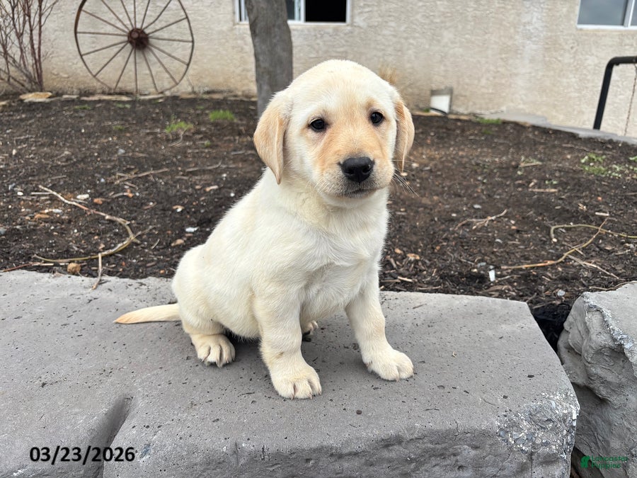 Labrador Retriever dogs Honey - Ad 1