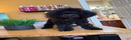 Toy Poodle dogs for sale: Duke (teacup) - Ad 2