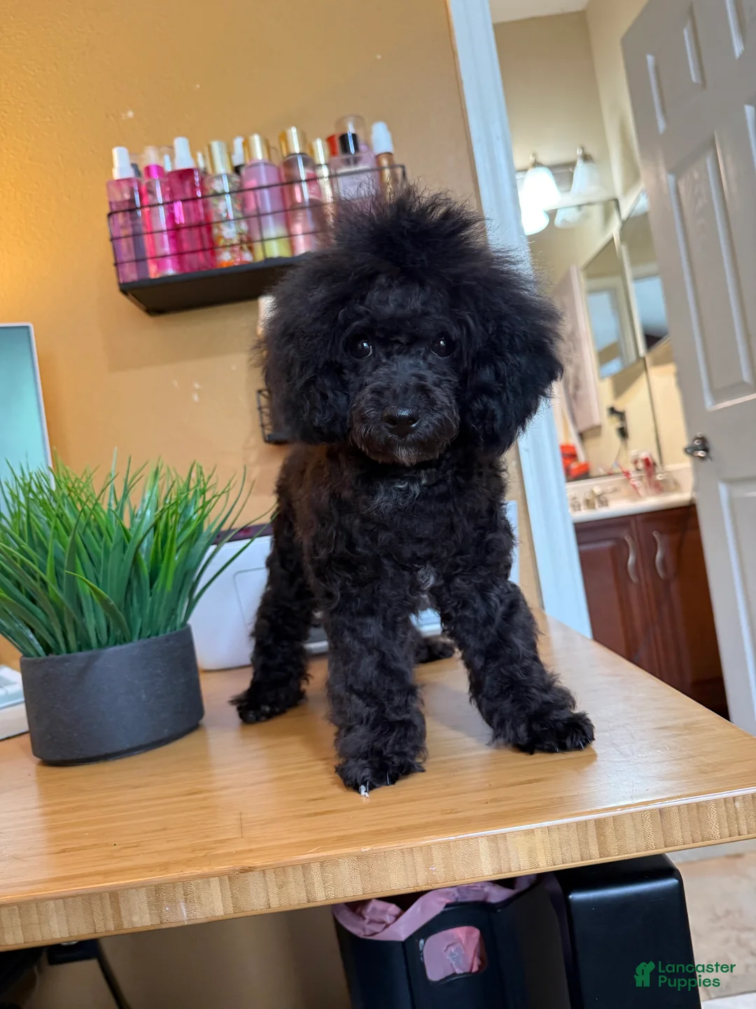 Toy Poodle dogs for sale: Duke (teacup) - Ad 2