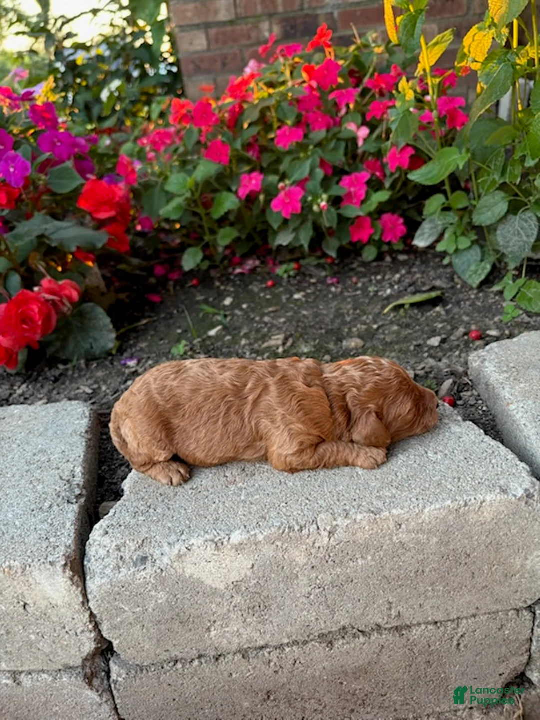 Cavapoo dogs for sale: Girl 1 - Ad 3