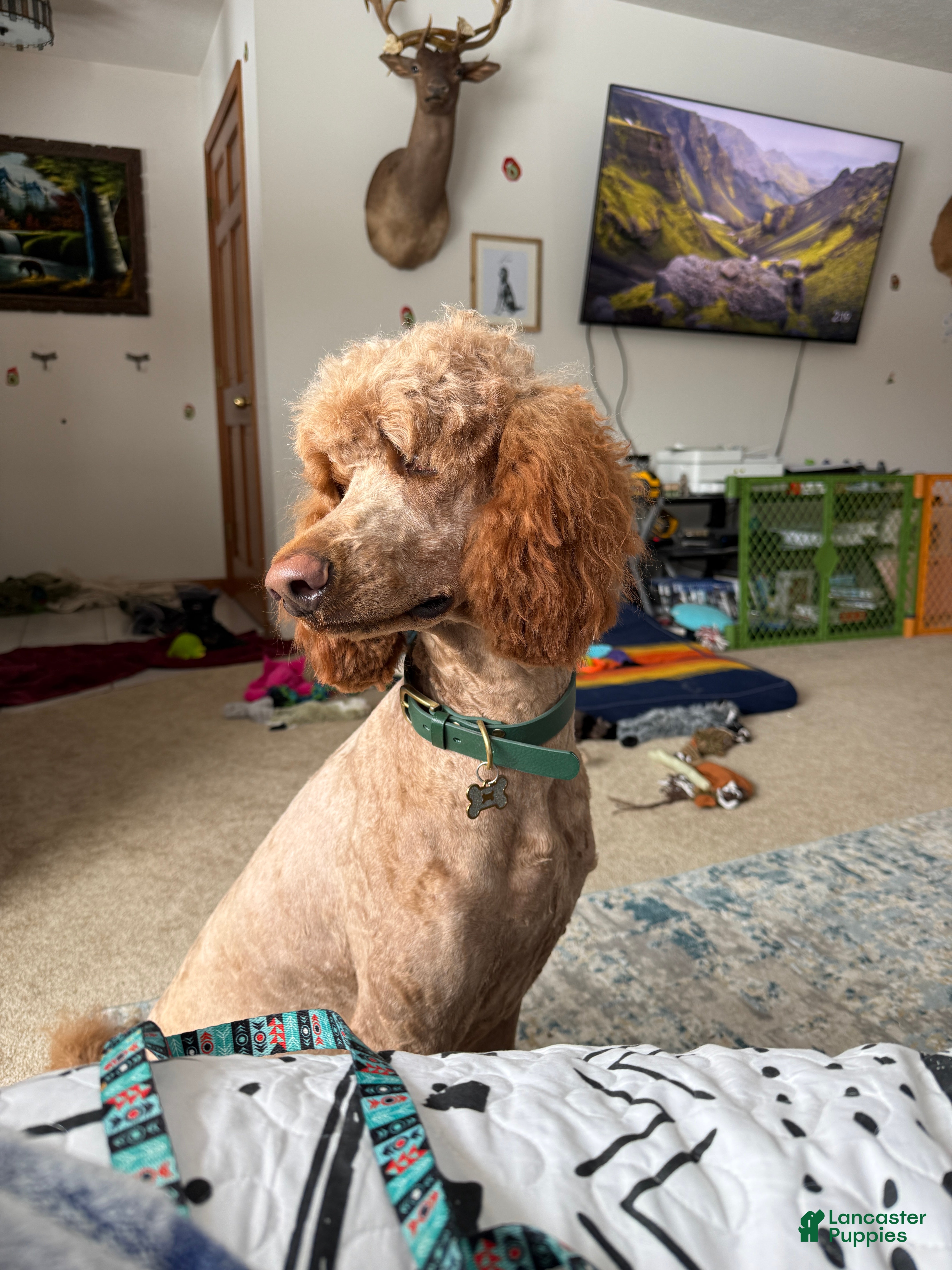 Standard Poodle dogs Cece-INHEAT - Ad 22