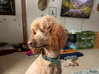 Standard Poodle dogs Cece-INHEAT - Ad 22