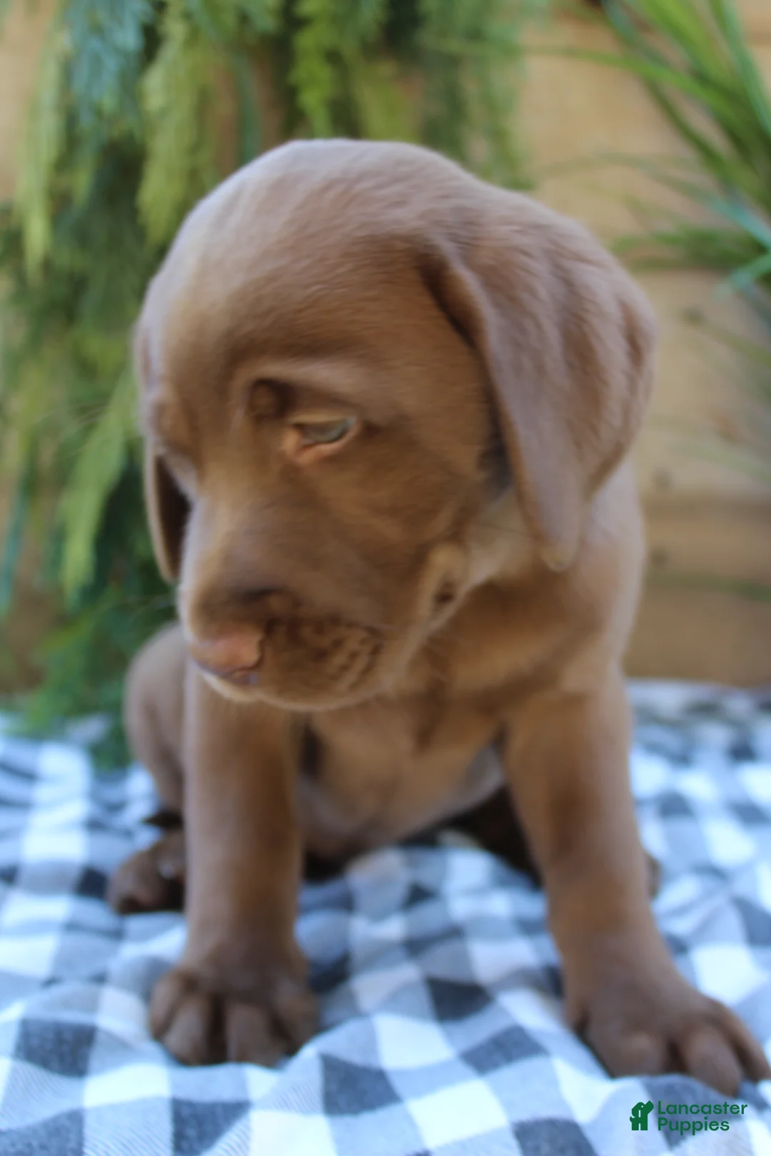 Labrador Retriever dogs for sale: Annie - Ad 7