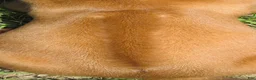 Rhodesian Ridgeback dogs for sale: Rhodesian Ridgeback 2 - Ad 2