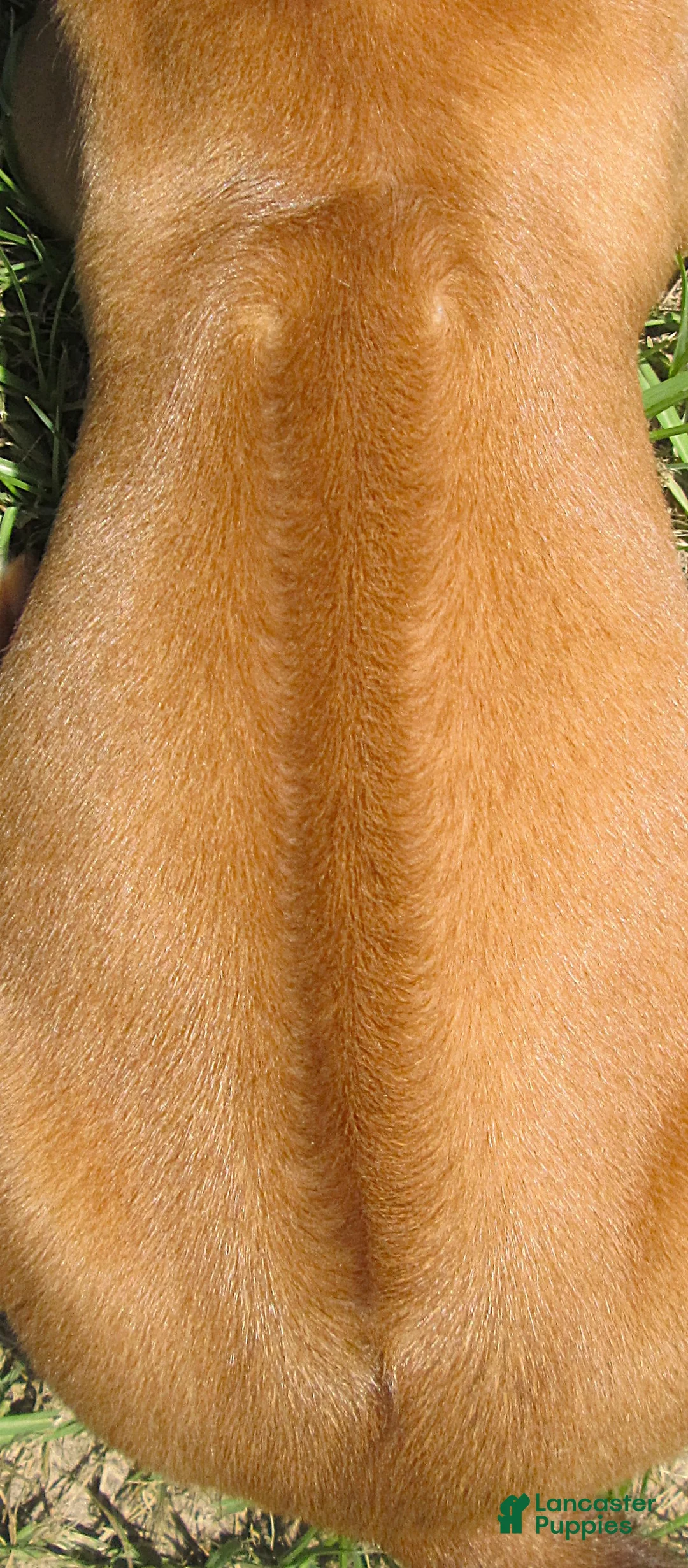 Rhodesian Ridgeback dogs for sale: Rhodesian Ridgeback 2 - Ad 2
