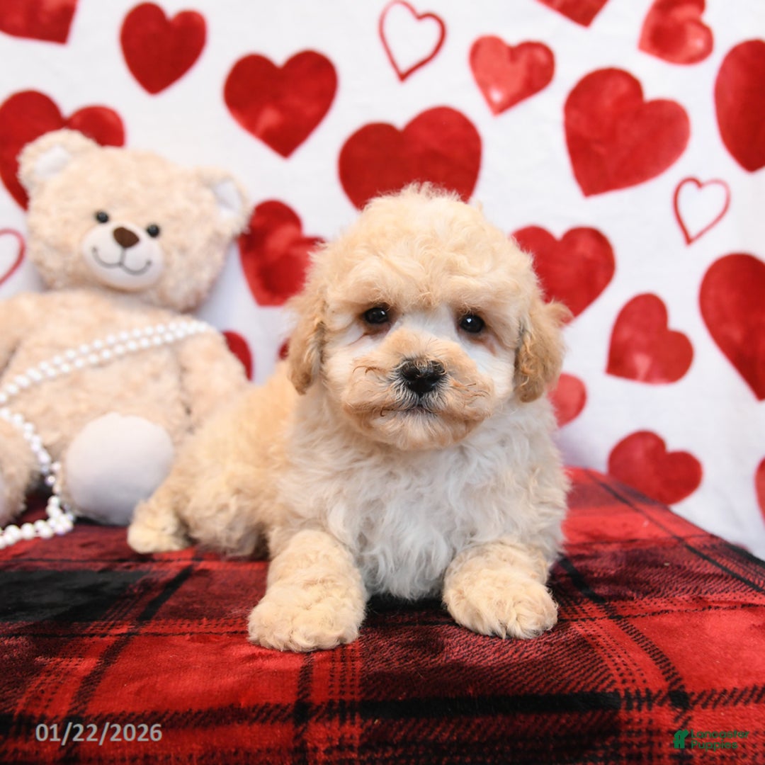 Bichpoo dogs for sale: Pookie - Ad 4