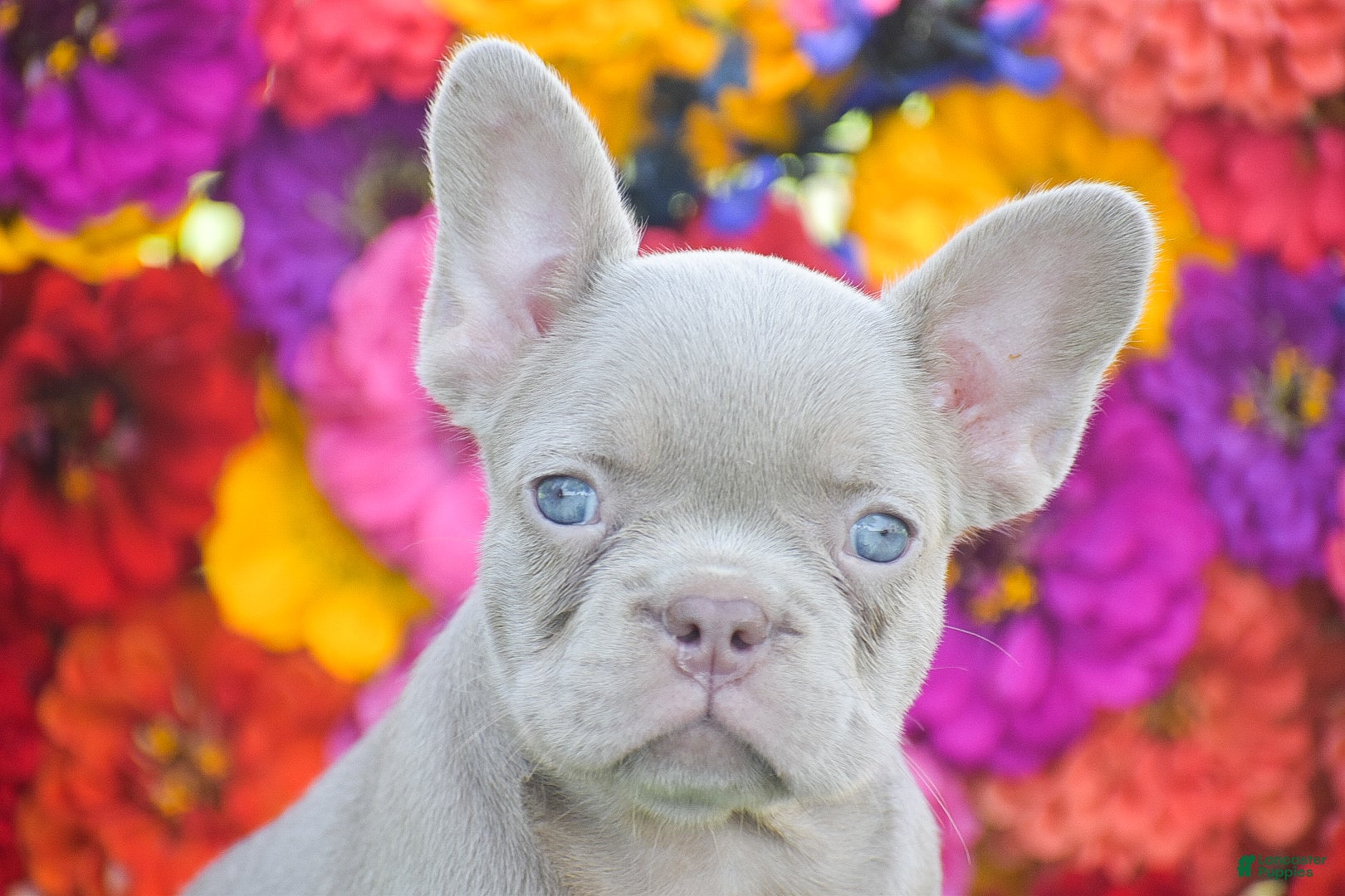 French Bulldog dogs Clara - Ad 2