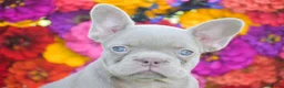 French Bulldog dogs for sale: Clara - Ad 2