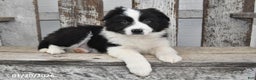 Border Collie dogs for sale: Diesel - Ad 3