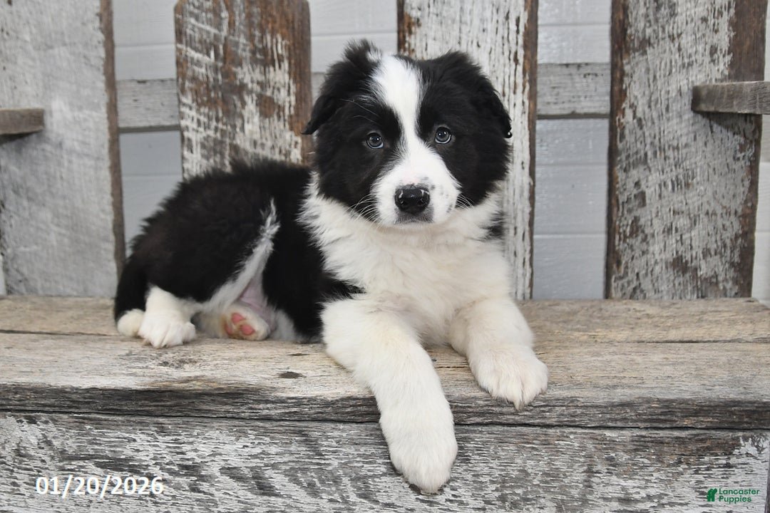 Border Collie dogs for sale: Diesel - Ad 3