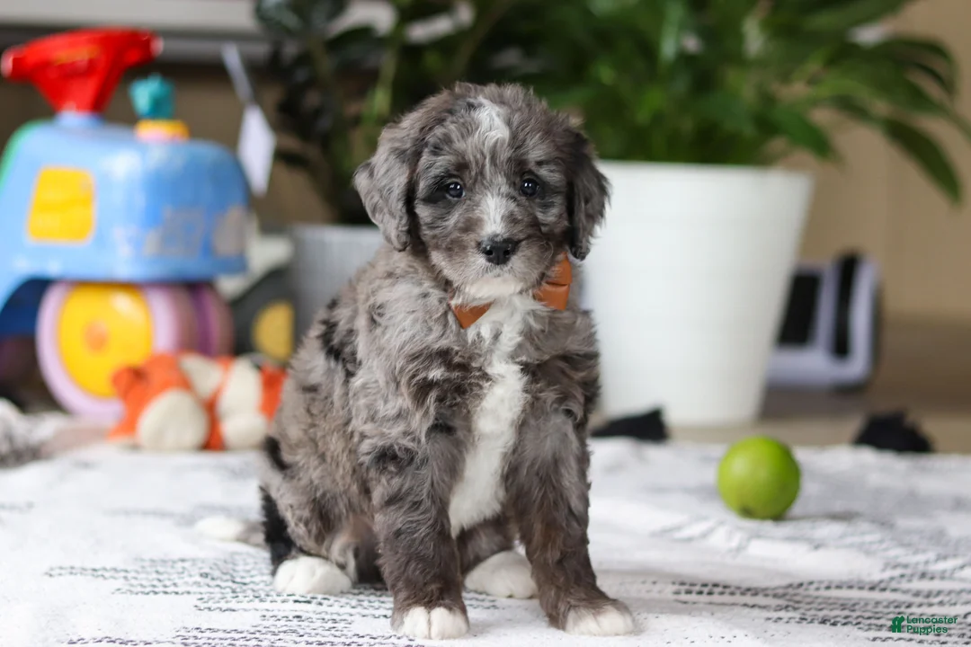 Bernedoodle dogs for sale: Whyatt - Ad 3