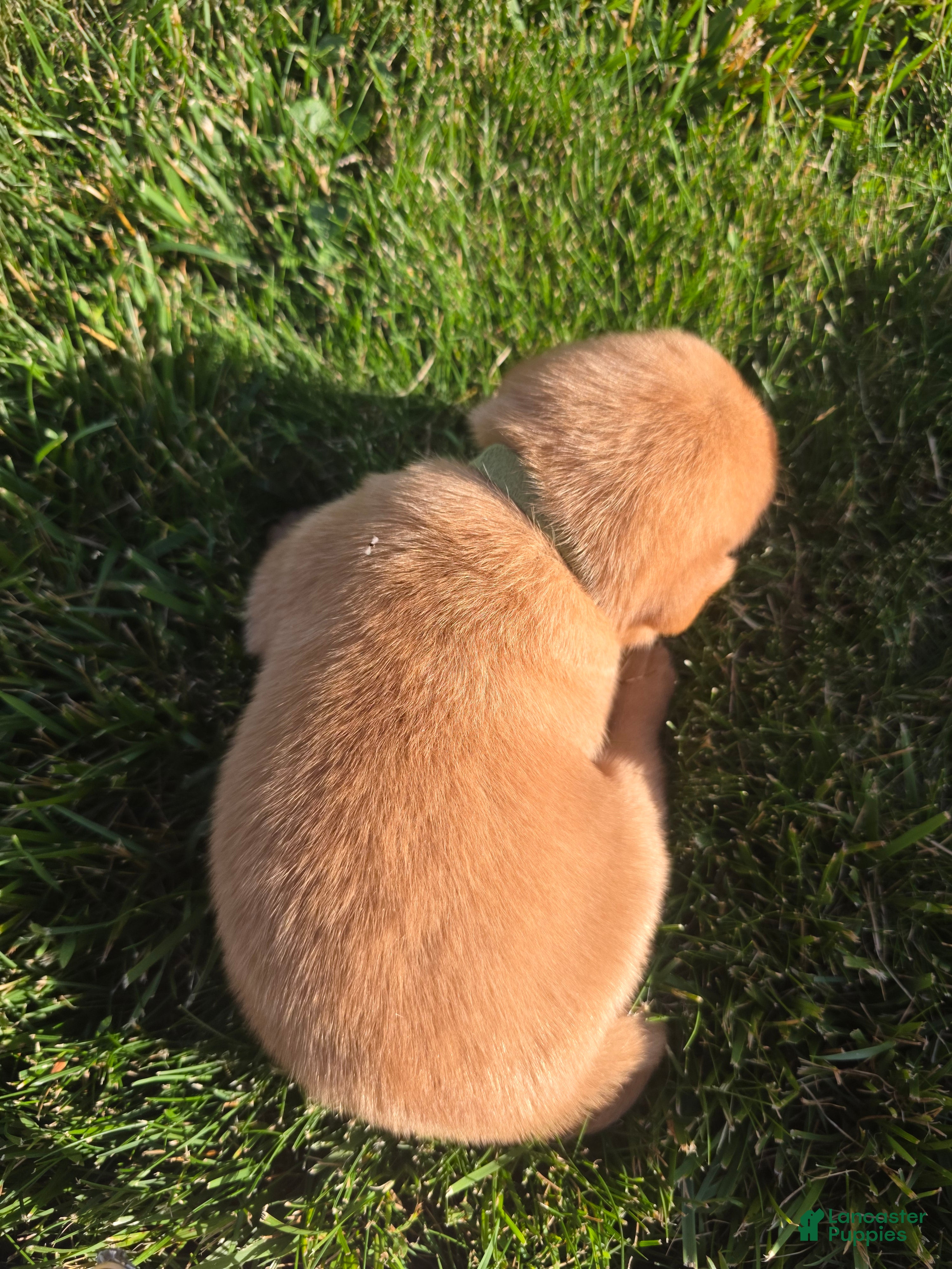 Labrador Retriever dogs Heath 💚 Fox Red English Lab  - Ad 2