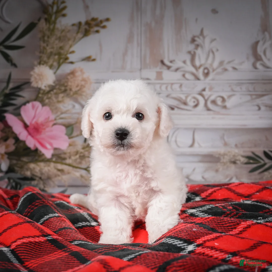 Bichon Frise dogs for sale: AKC-Rolo - Ad 6