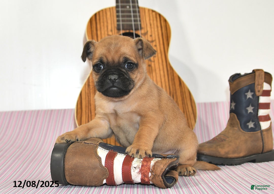 Jug dogs for sale: Arlo - Ad 4