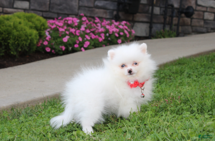 Pomeranian dogs for sale: Casper - Ad 2
