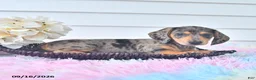 Miniature Dachshund dogs for sale: Ian - Ad 4