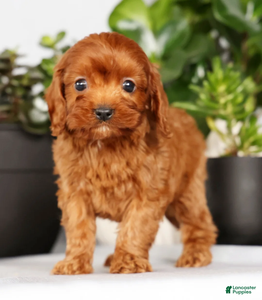 Cavapoo dogs for sale: Mason - Ad 3