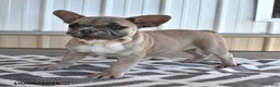 French Bulldog dogs for sale: Tia - Ad 10