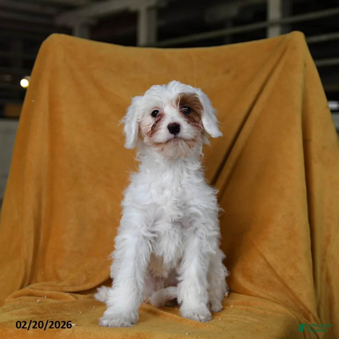 Cavapoo dogs for sale: Ginger - Ad 3