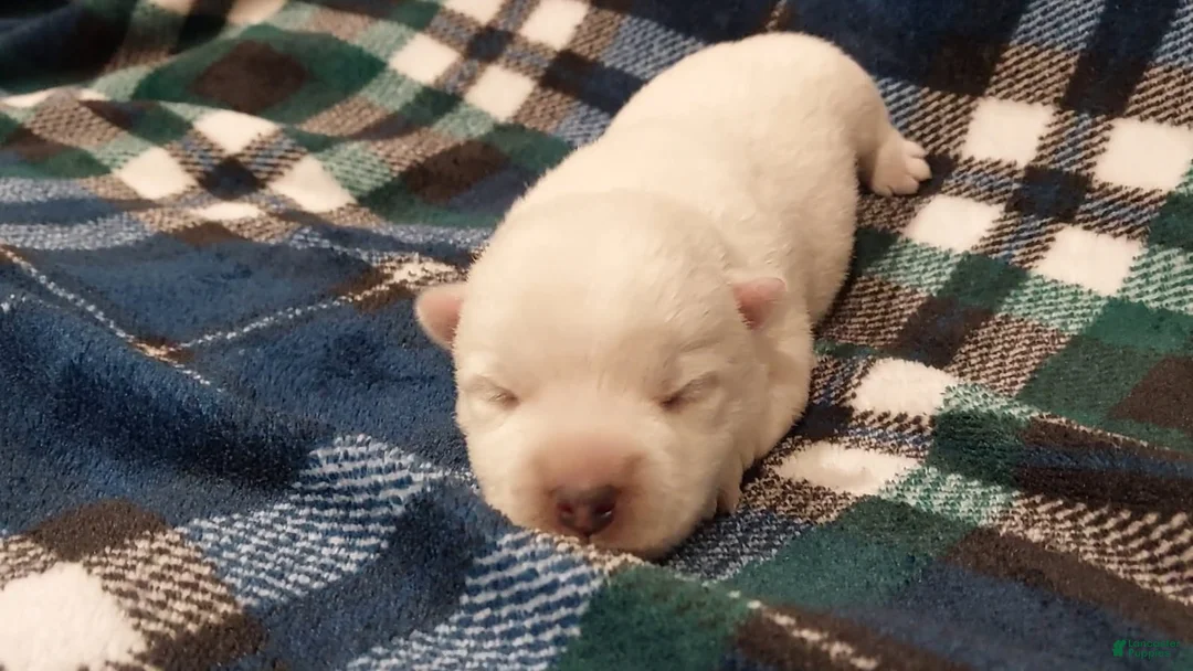 West Highland Terrier dogs for sale: Blue Boy - Ad 1