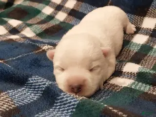 West Highland Terrier dogs Blue Boy - Ad 11