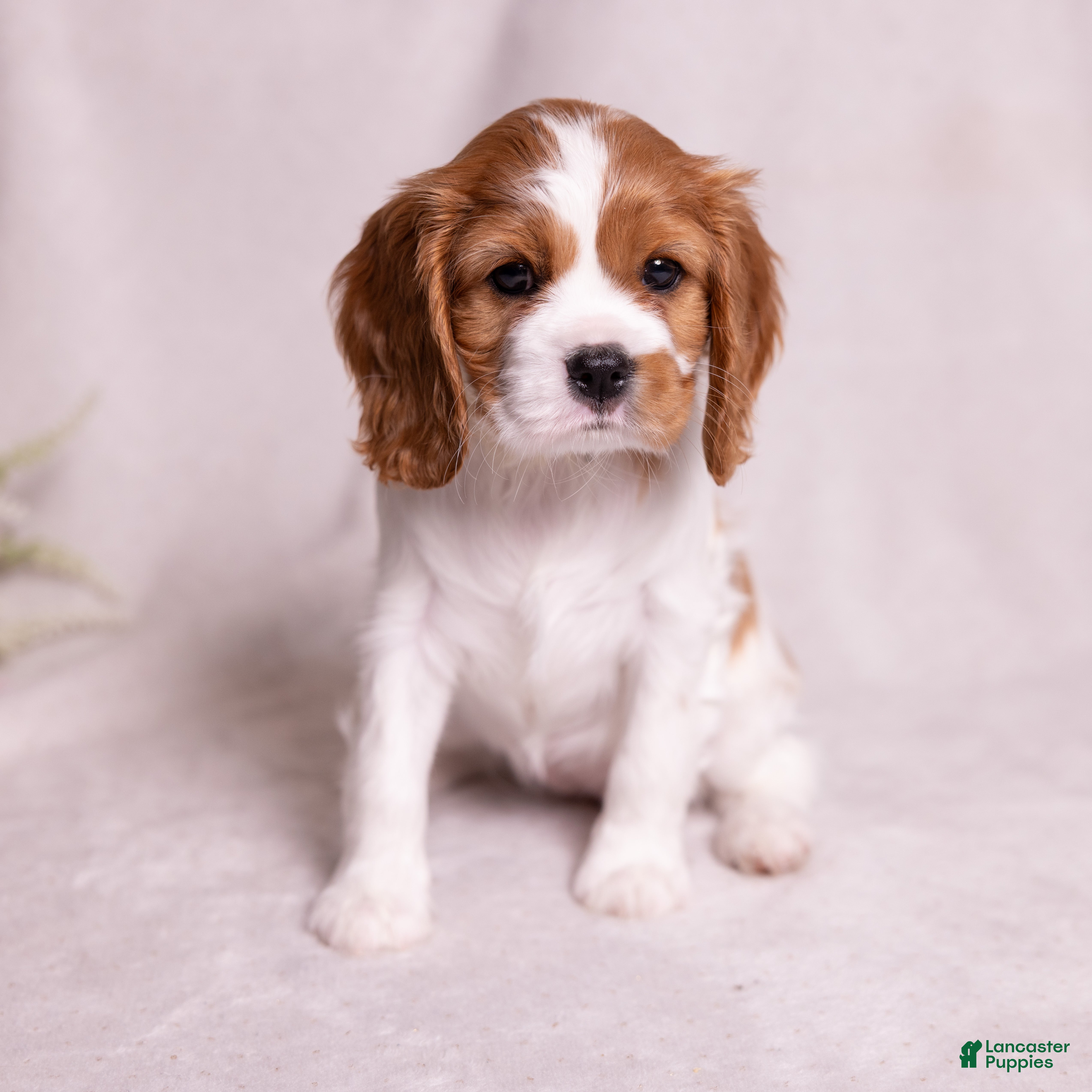 Cavalier King Charles Spaniel dogs Harmony - Ad 2