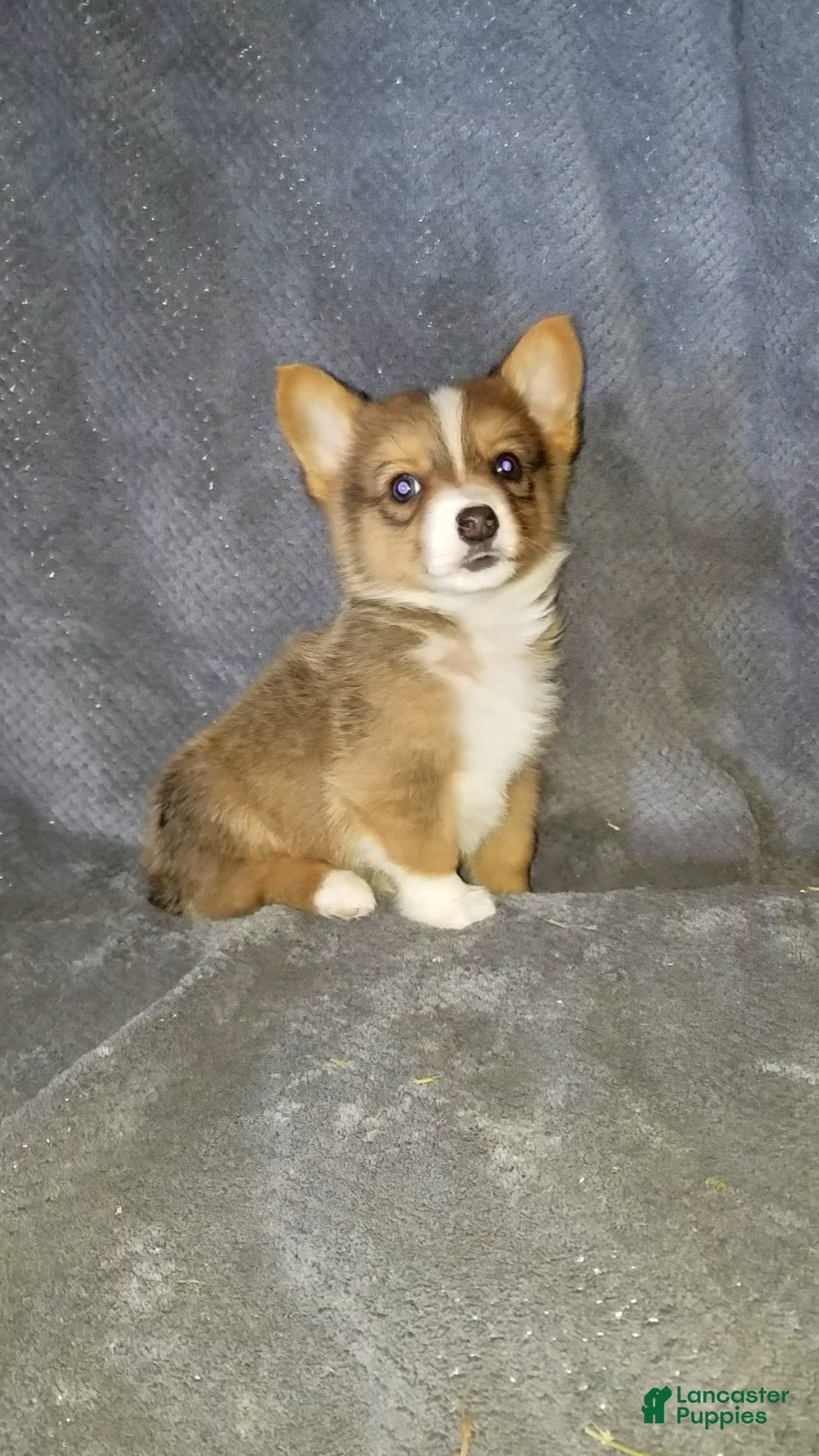 Mixed Breed dogs Archer - Ad 26