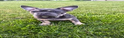 French Bulldog dogs for sale: Bear - Ad 2