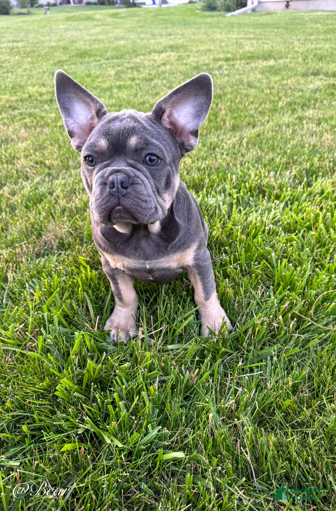 French Bulldog dogs for sale: Bear - Ad 2