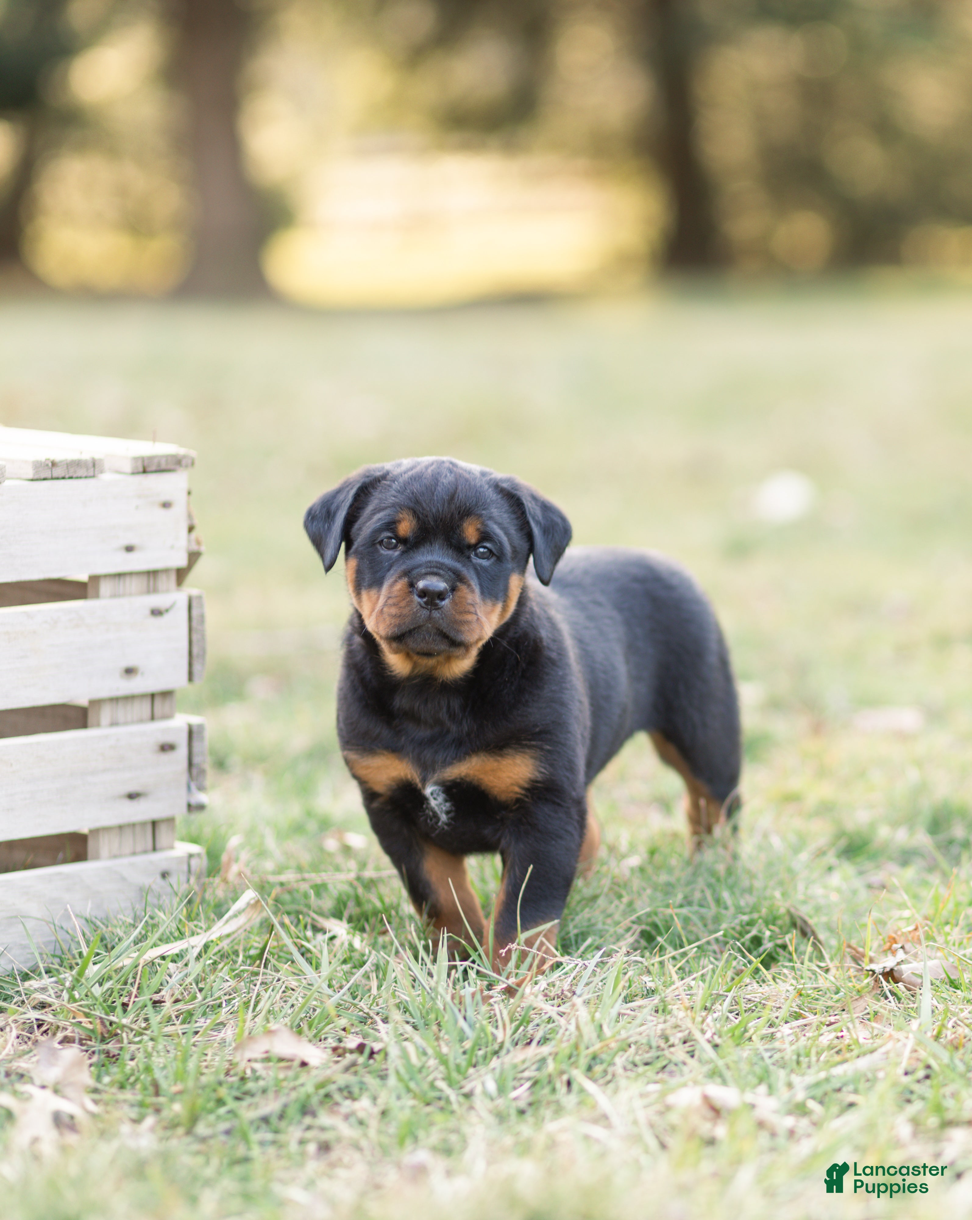 Rottweiler dogs Rottweiler Puppy 1 - Ad 2