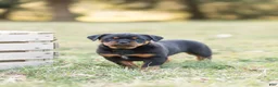 Rottweiler dogs for sale: Rottweiler Puppy 1 - Ad 2