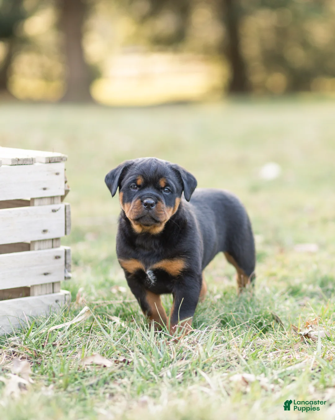 Rottweiler dogs for sale: Rottweiler Puppy 1 - Ad 2