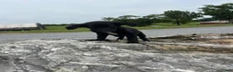 Mixed Breed dogs for sale: Mixed Breed 2 - Ad 38