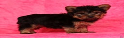 Yorkshire Terrier dogs for sale: Amelia - Ad 2