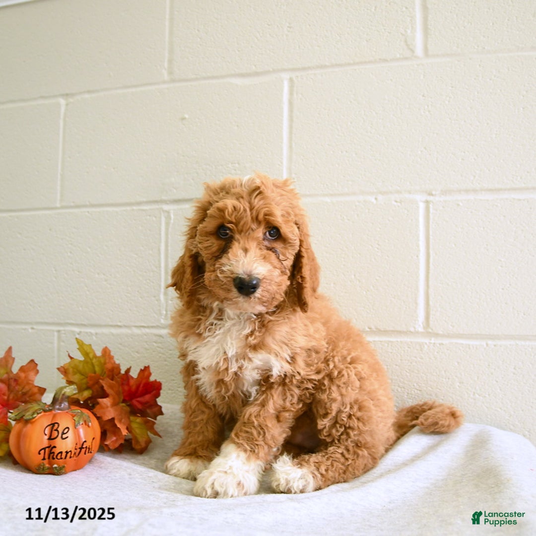 Standard Poodle dogs for sale: Tommy - Ad 1