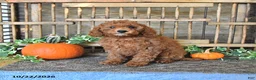 Mini Goldendoodle dogs for sale: Asher - Ad 4