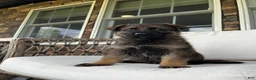 German Shepherd dogs for sale: Hanz - Ad 6